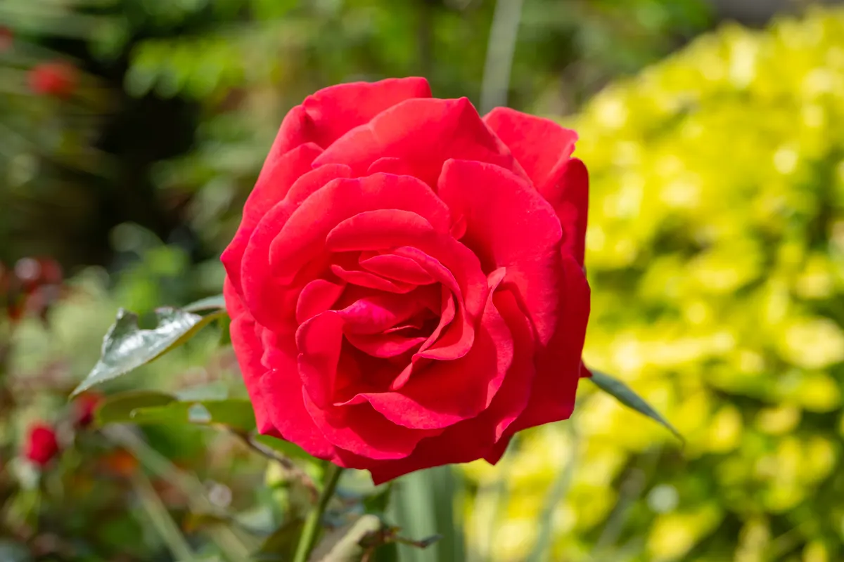 A single scarlet red rose in full bloom in a garden
