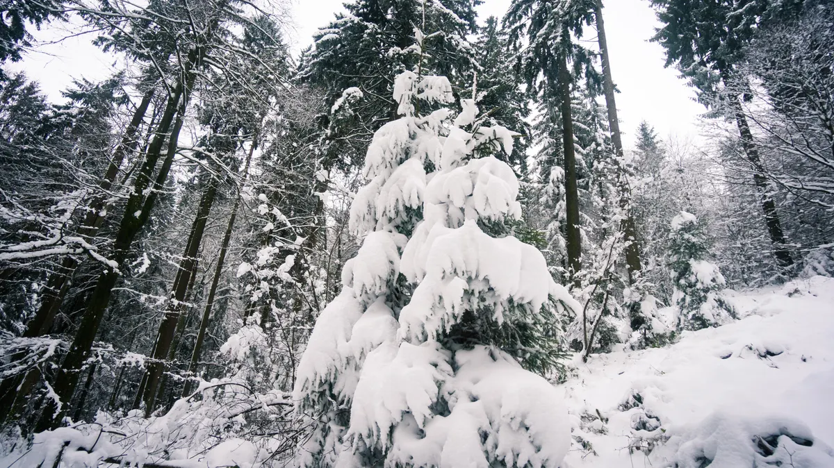 Snow-covered fir trees in a quiet winter forest