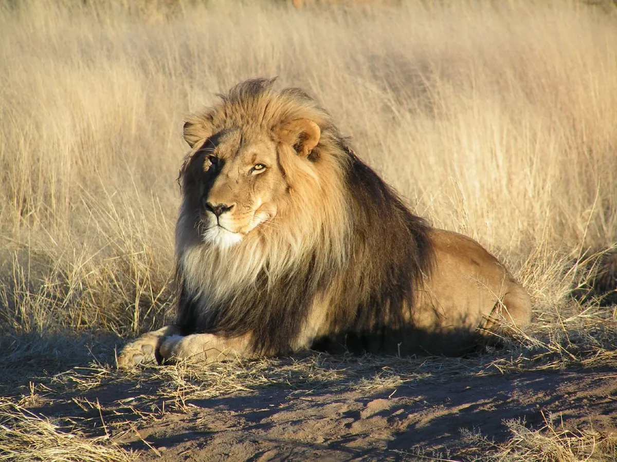 Male lion resting in dry grass in Namibia