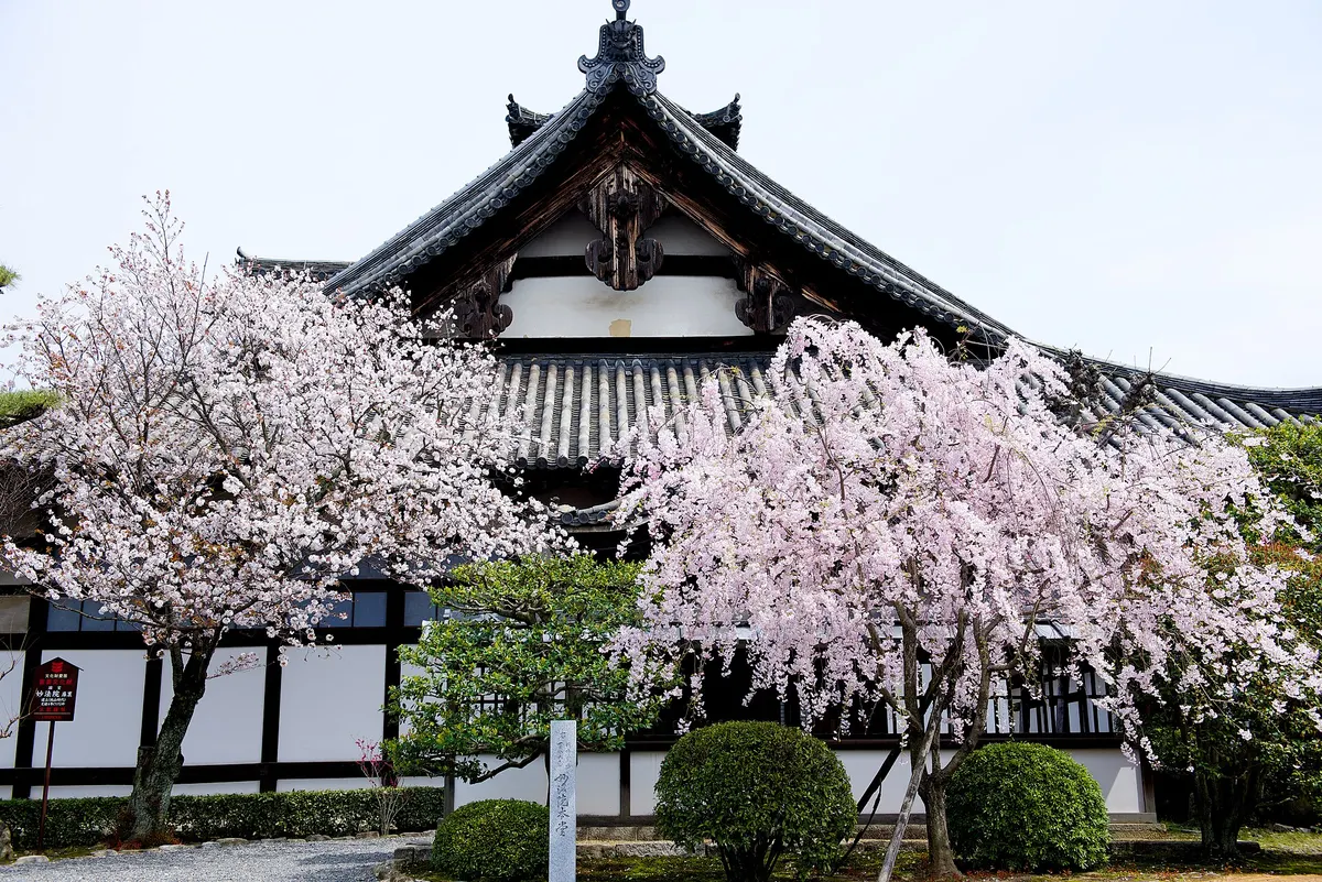Myohoin temple grounds in Kyoto with cherry blossoms in full bloom