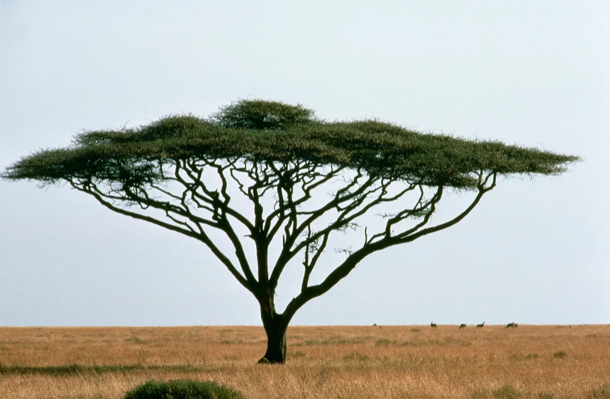 Lone acacia tree on the open savanna in East Africa