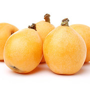 Loquat - लोकाट