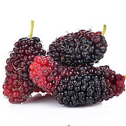 Mulberry - Mulberry