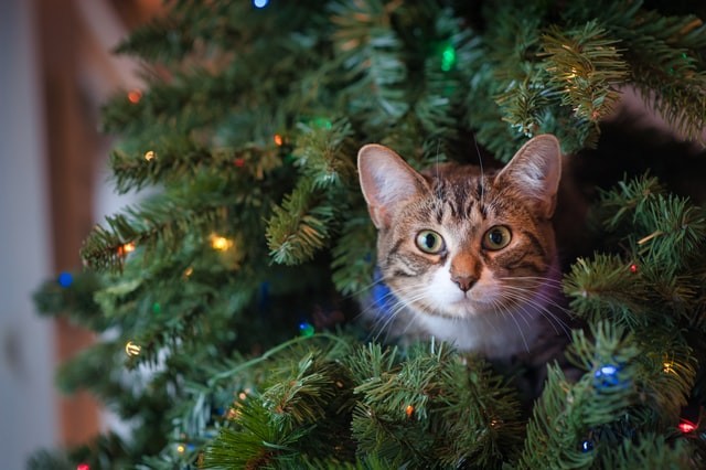 A cat is stuck in a tree, what do you do?